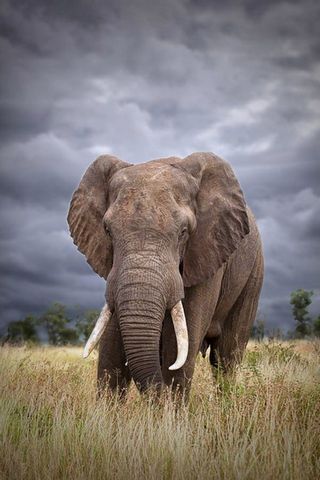 Elephant Pictures HD  Download Free Images  Stock Photos on Unsplash
