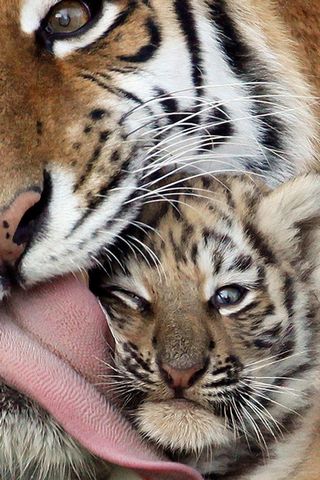 Tiger-licks-cub