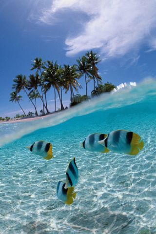 TROPICAL FISHES