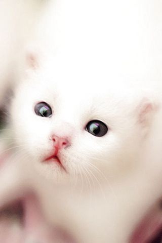 Weißes Kätzchen