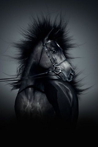Dark Horse Iphone Nigh