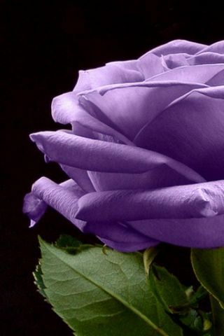 Фіолетова троянда