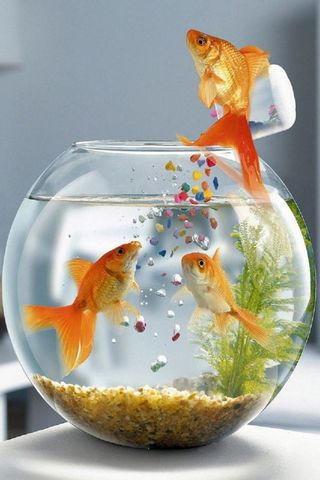 FUNNY FISHES