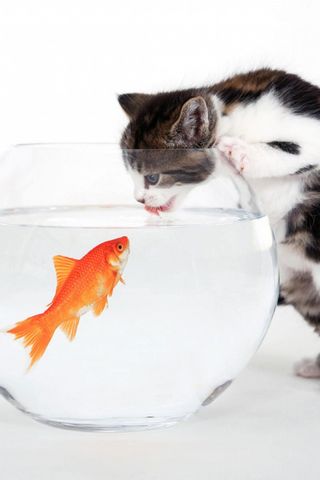 แมว และ ปลา