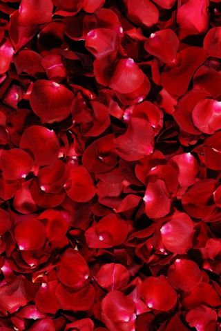 Czerwone Płatki Róży