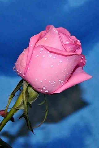 Pinke Rose