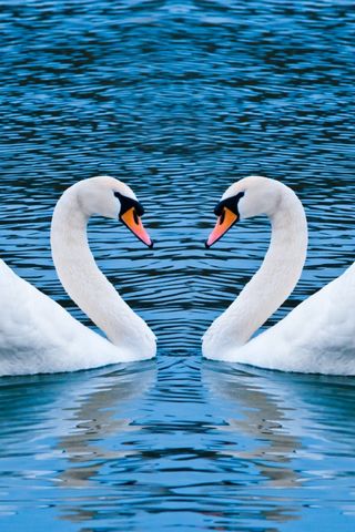 Two Swans