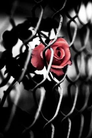 Хоробрий троянд