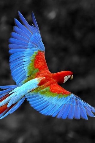 100 Hình ảnh con vẹt đẹp lung linh nhiều màu sắc độc đáo