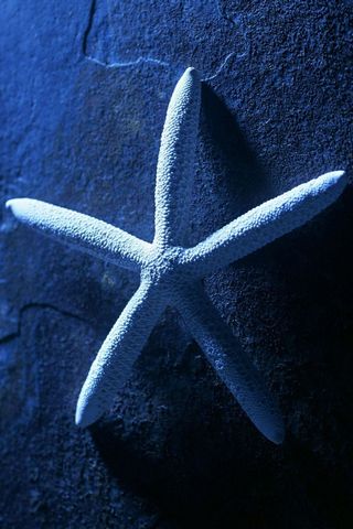Wonderful Starfish