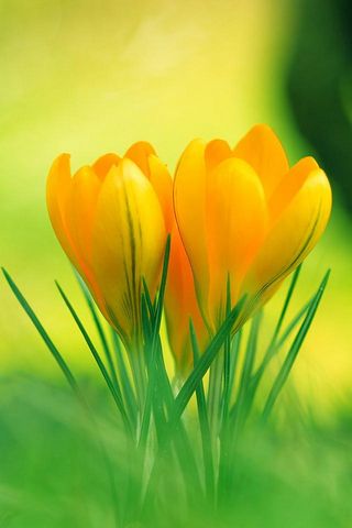 Màu vàng của hoa tulip sẽ khiến cho bạn cảm thấy tươi mới và vui tươi. Xem hình ảnh về chúng để cảm nhận được sức sống và ý nghĩa của màu sắc này.