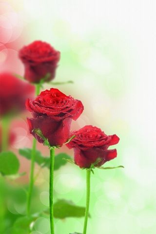 Những bông hồng đỏ