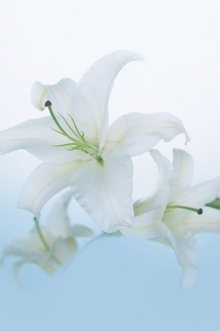 Bunga Lily Putih Yang Indah