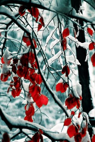 Сніжне покрите червоне дерево