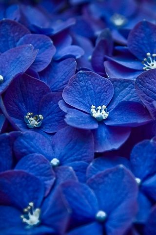 Hortensia bleue