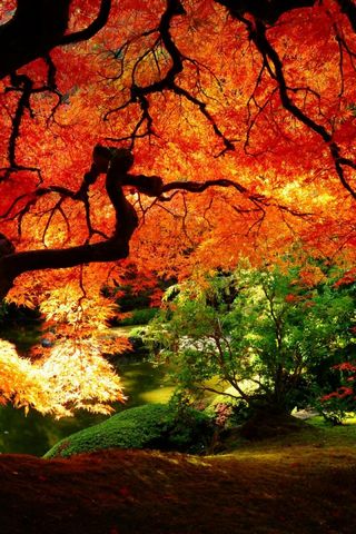 Maple In Autumn