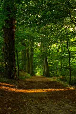 Forest Trees Footpath