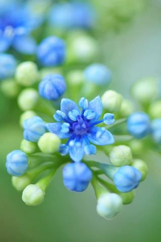 Hoa màu xanh