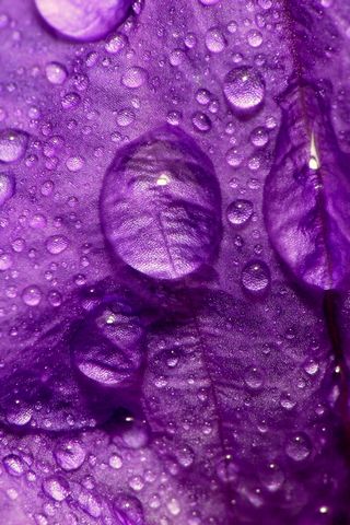 Purple-Flower-Close-Up