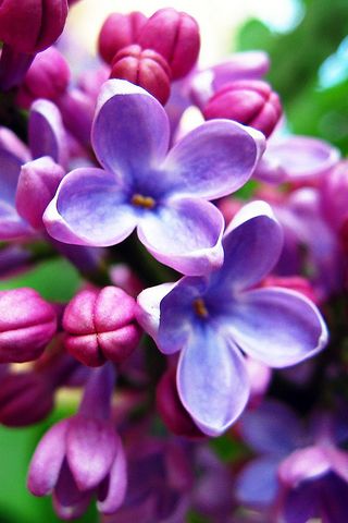 紫丁香