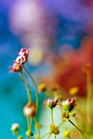 Colorful Nature