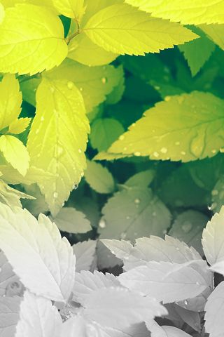 순수 - 깨끗하고 - 녹색 - 잎