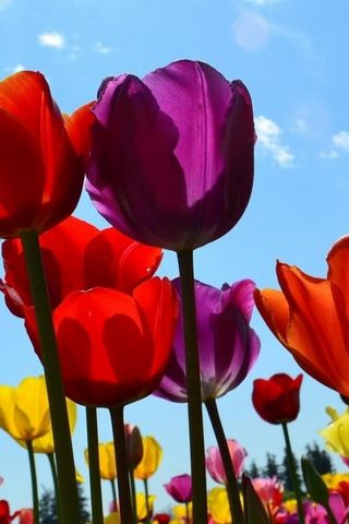 অভিনব Tulips