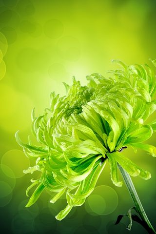 Yeşil çiçek