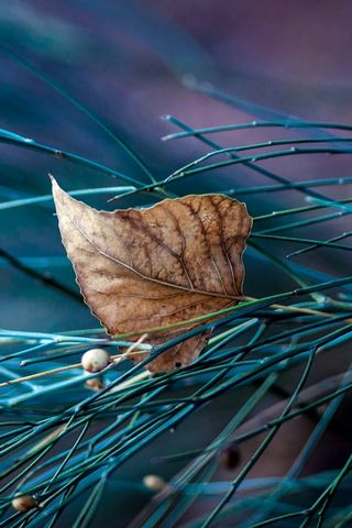 Dry Leaf