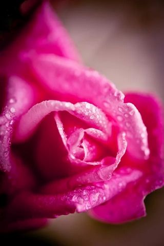 Rose-close-up