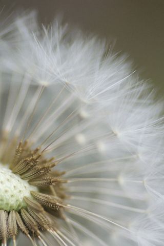 Karahindiba çiçeği