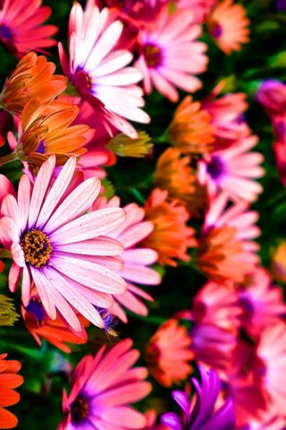 Vibrance