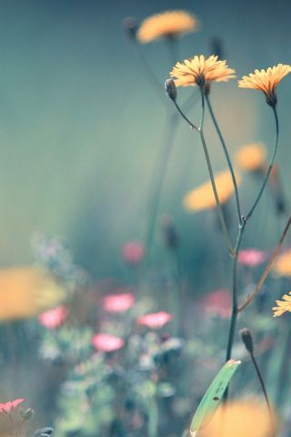 Dandelion-Flowers