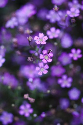Những bông hoa màu tím đang là mội lựa chọn phổ biến cho hình nền điện thoại vì vẻ đẹp tinh tế và sang trọng mà chúng mang lại. Và giờ đây bạn có thể tải ngay những hình nền hoa màu tím cho điện thoại của mình trên PHONEKY.