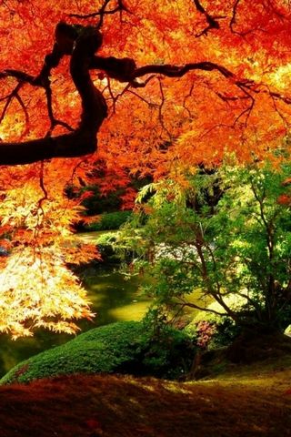 Дерево осень