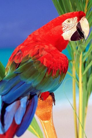 Papagaio tropical