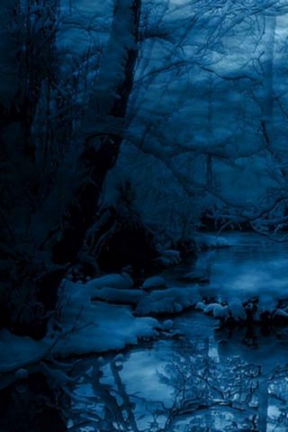 Dark Winter Forest