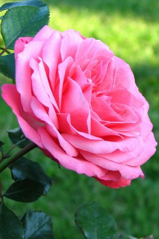 Bella rosa