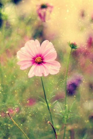 Hübsche-kleine-Blumen