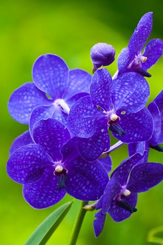 Orkid biru