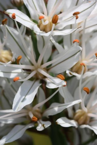 Asphodelus-albus-Affodil