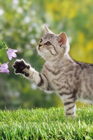 Nature Kitten