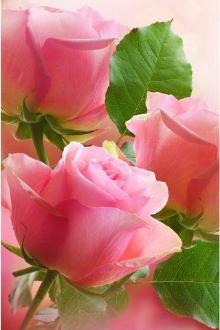 3 Light Pink Roses