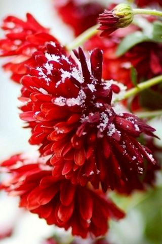 눈이 붉은 꽃 덮여