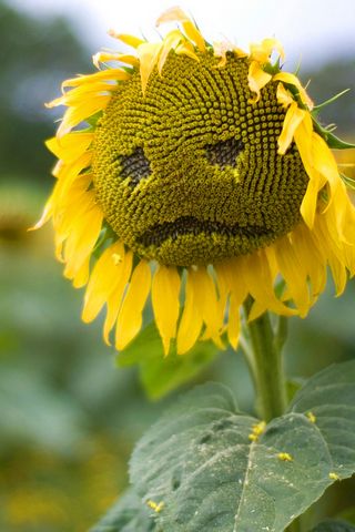 Sunflower sedih