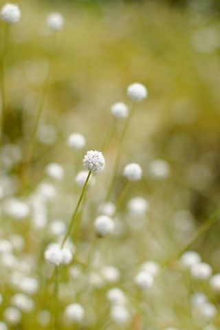 Białe małe kwiaty