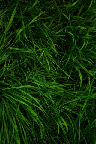 Greeny Grass