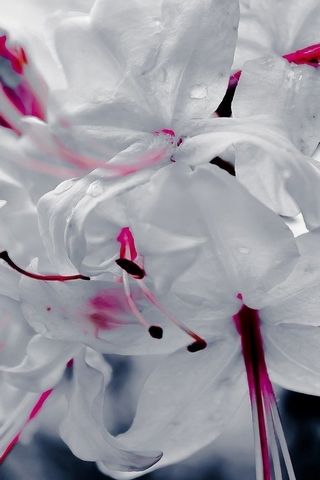Weiße Blütenblätter