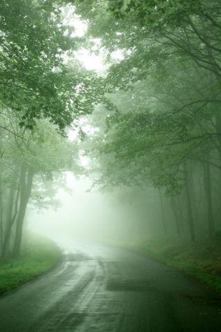 Sương mù rừng