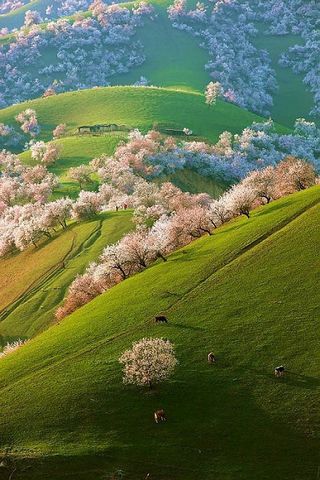Spring-in-the-hills